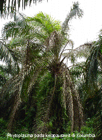 kelapa sawit